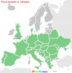 Pyrus pyraster (L.) Burgsd.